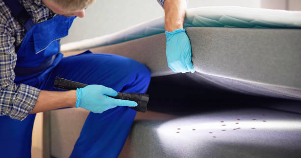 Best Termite Control Services  in Youngwood, PA