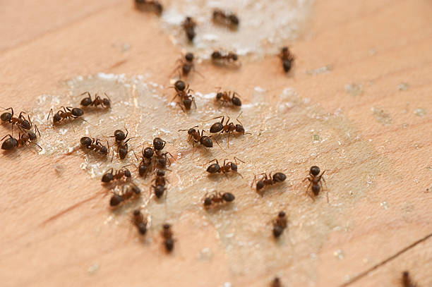 Pest Control Cost in Youngwood, PA